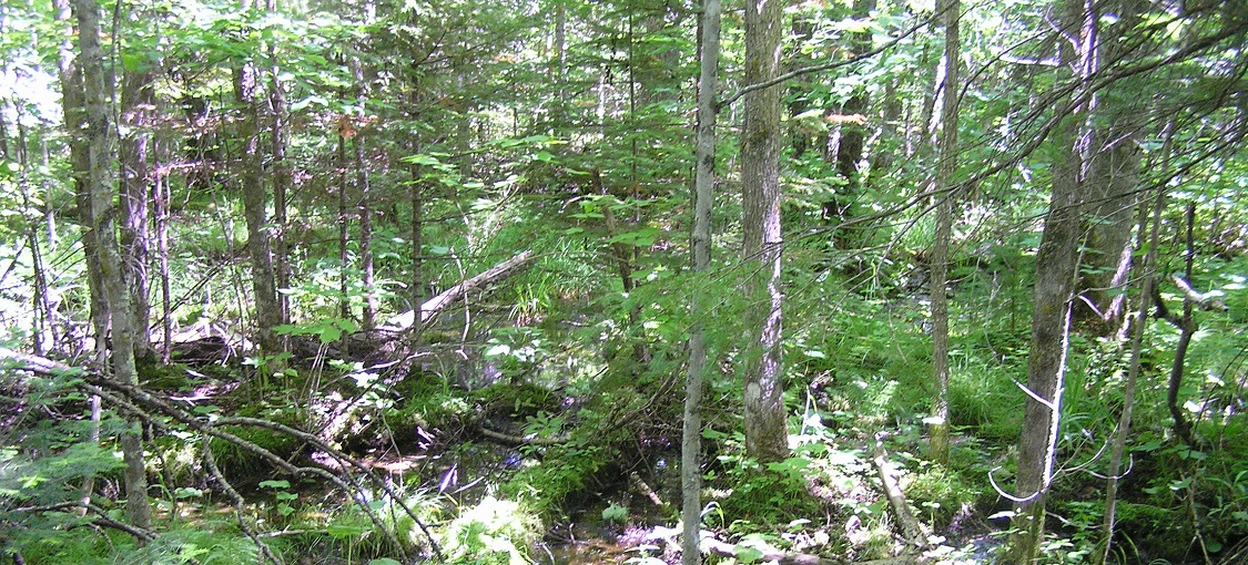 Northern Wet Ash Swamp