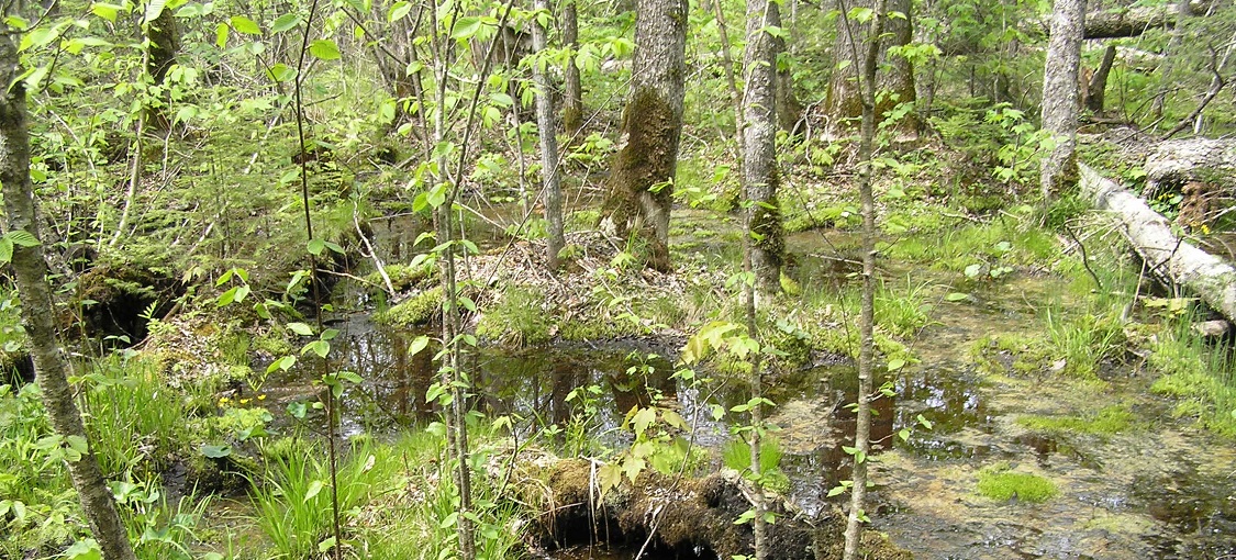 Northern Very Wet Ash Swamp