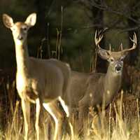 Deer standing in a field - New statewide deer plan