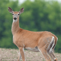 A deer with perked ears, stands still in the woods.