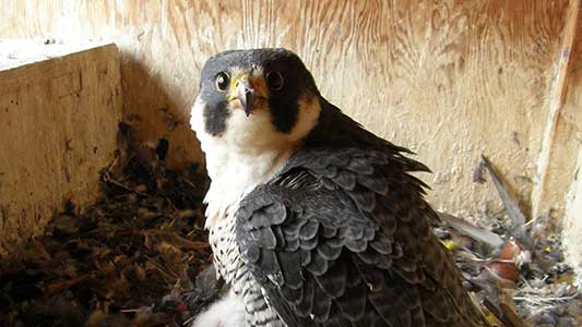 DNR Nongame Wildlife Falcon Cam