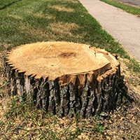 2026 Protect Community Forests for Community Resiliency Grant A tree stump on a boulevard.