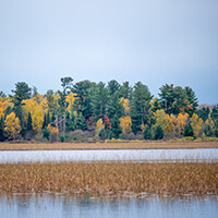 A colorful forest in the Fall surrounded by water and marshland.