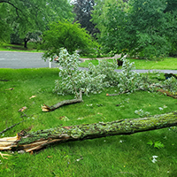 Tree damaged from a storm