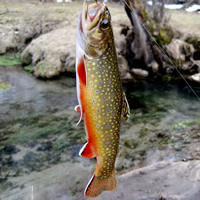 trout