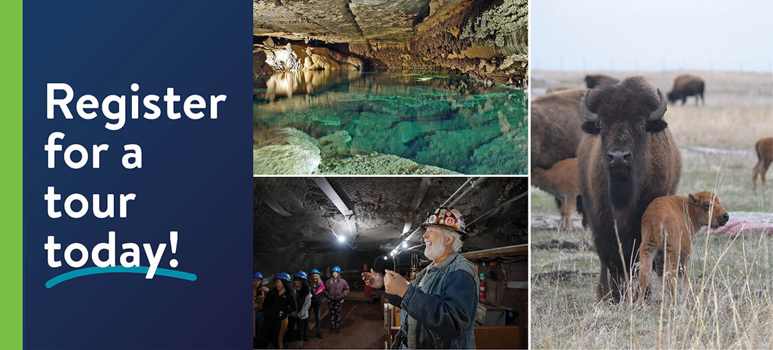 A cave with reflecting water. A mine guide directs a group of tourists. Bison and their calves roam a praire range.