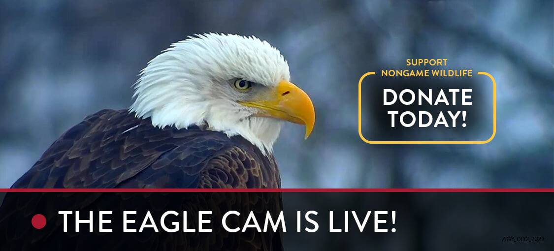 Donate today!. DNR EagleCam