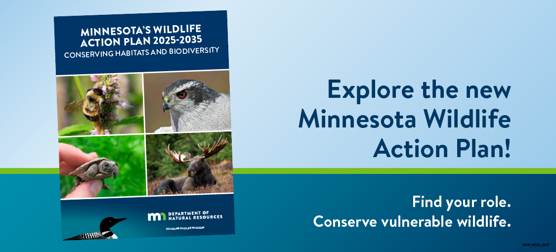 An image of a cover page of a report with the text Explore the new Minnesota Wildlife Action Plan! Find your role, conserve vulnerable wildlfie.