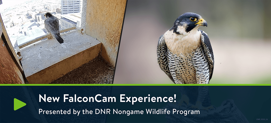 DNR FalconCam - a falcon perched in a box overlooking the city of St. Paul, Minnesota; a second image shows a falcon close up.