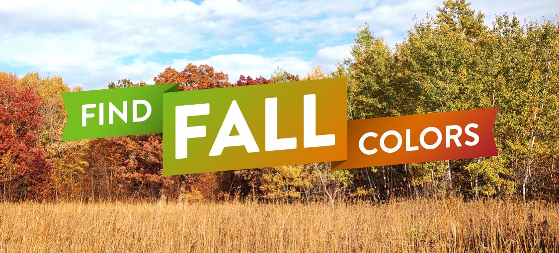 Image of trees with leaves changing colors