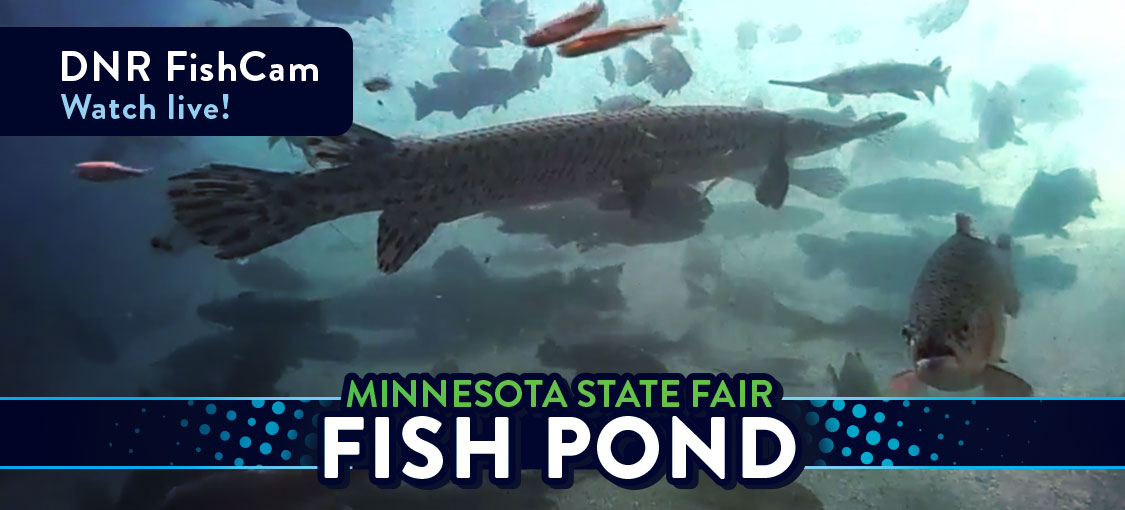 View the live state fair fish cam.