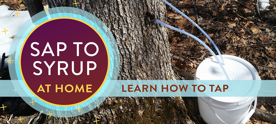 Sap to Syrup at Home. Learn how.