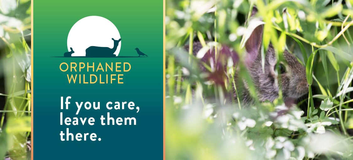 Orphaned wildlife. If you care, leave them there.