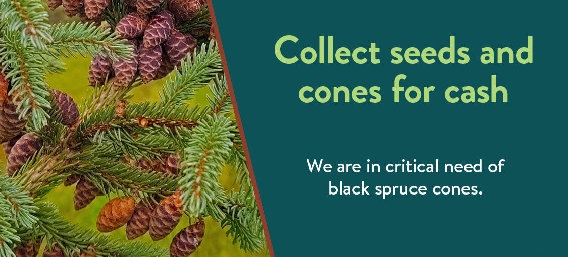 Coolect seeds and cones for cash. We are in critical need of black spruce cones