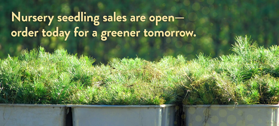 Nursery seedling sales are open