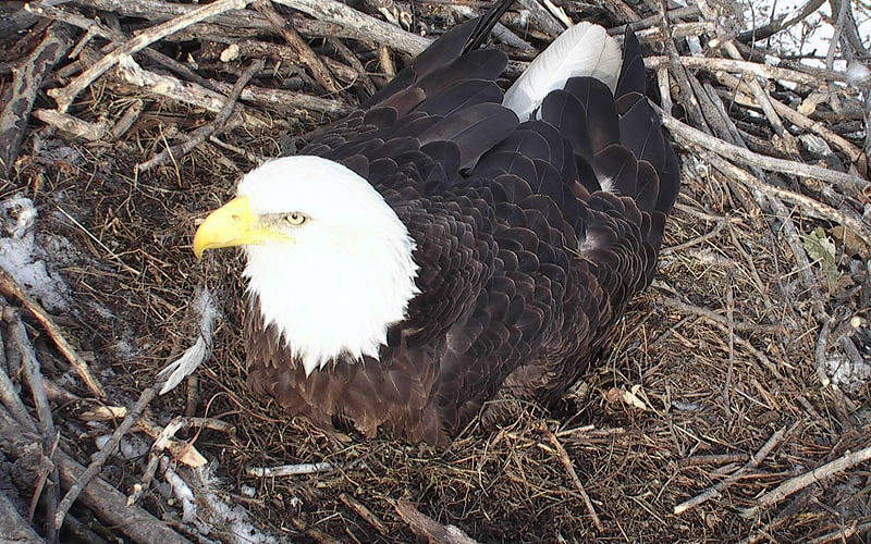 Arconic eagle cam on livestream deals