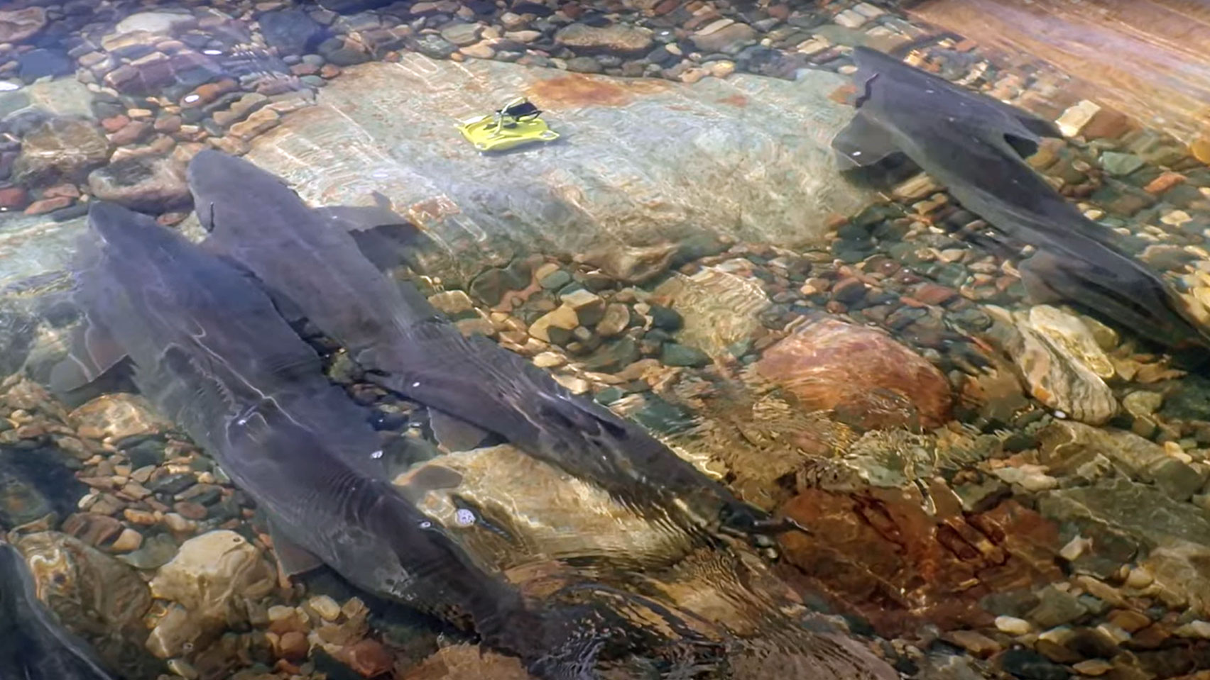 New river habitat for Lake Sturgeon on Otter Tail River | Minnesota DNR