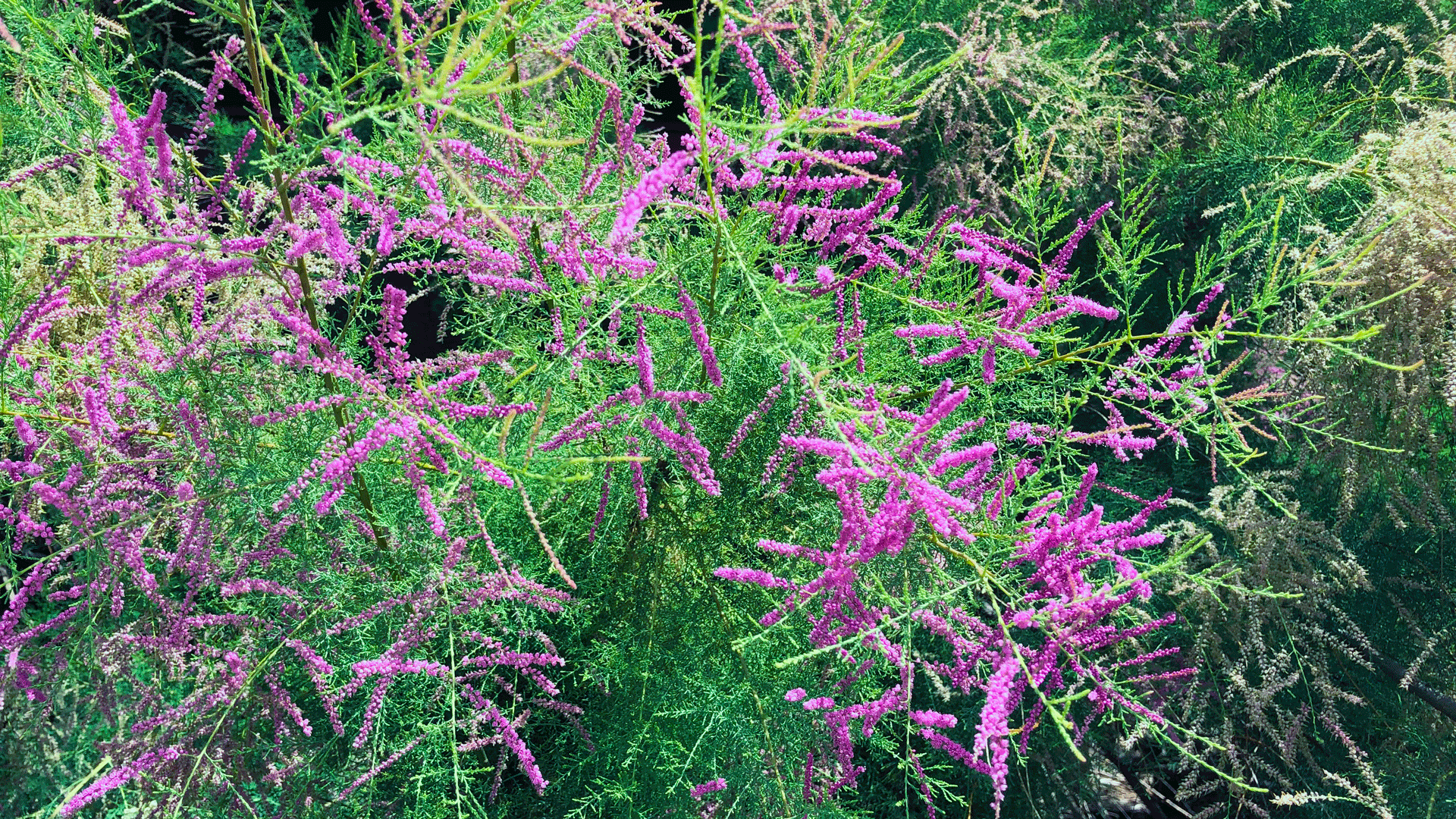 Saltcedar (Tamarix ramosissima) Minnesota DNR