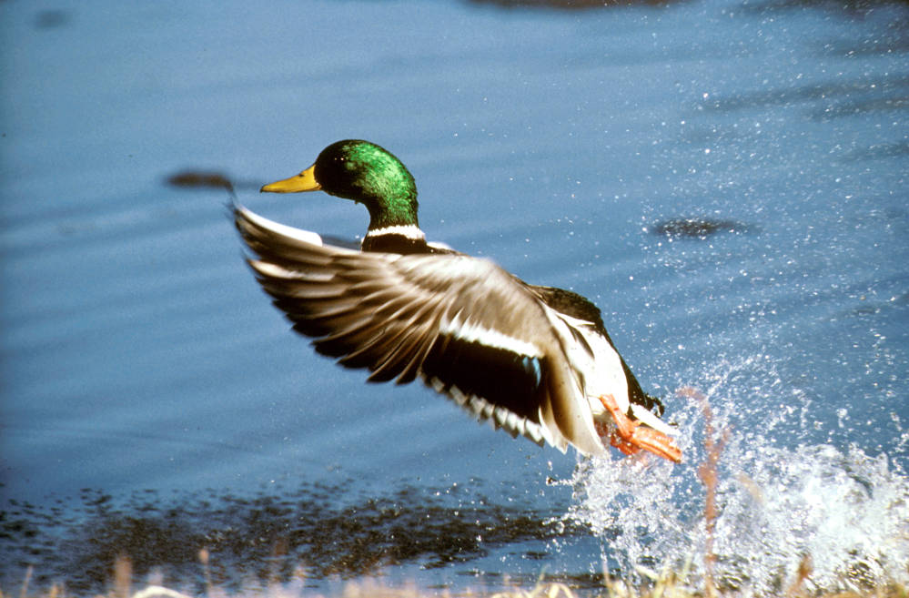 Wings over water at the science museum Minnesota DNR
